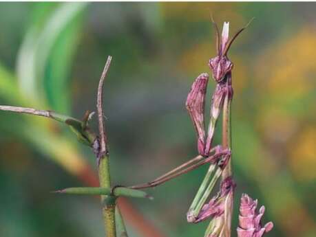 Aventure dans le mini-monde au château d'Assier