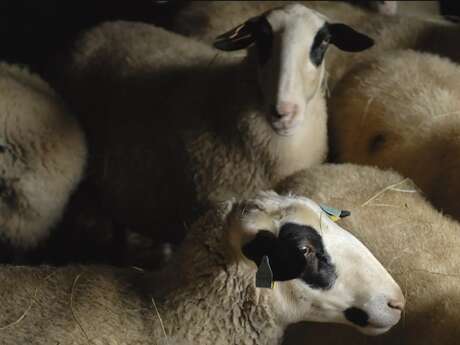 Plantes et Cie : marche avec les brebis à Gorses