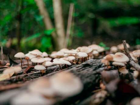 Tours de Merle - Balade gourmande: A la découverte des plantes sauvages comestibles