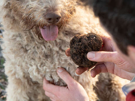 Marché aux truffes de Saint-Céré