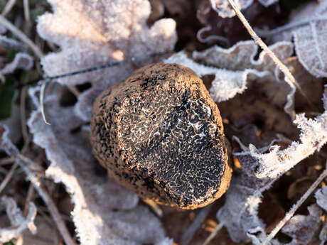 Marché aux truffes de Gignac Marché aux truffes de Gignac