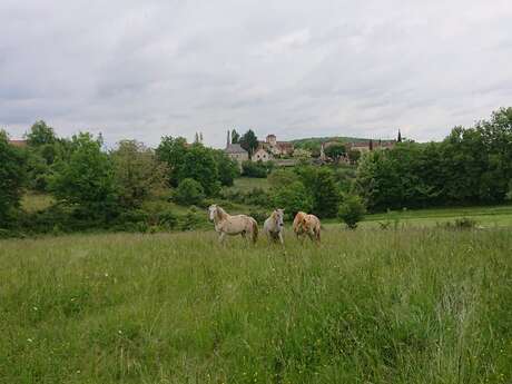 Chevaux du Causse