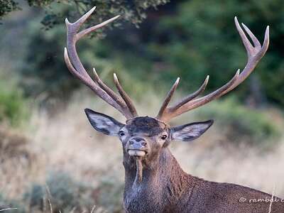 Sortie nature : le brame du cerf
