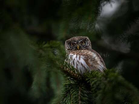 Les "Rendez-vous Nature" en famille : "Veillée et balade crépusculaire" au Jardin Bourian