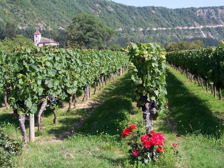 Domaine Delmas - Prieuré La Condamine