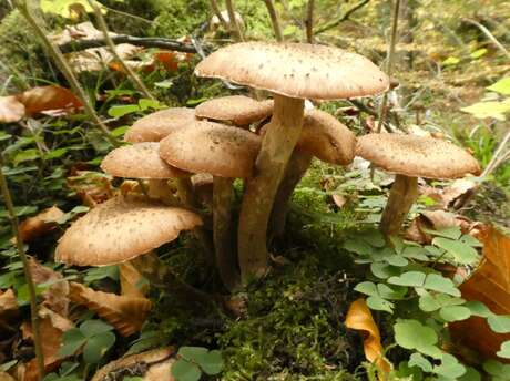Le monde insolite des champignons