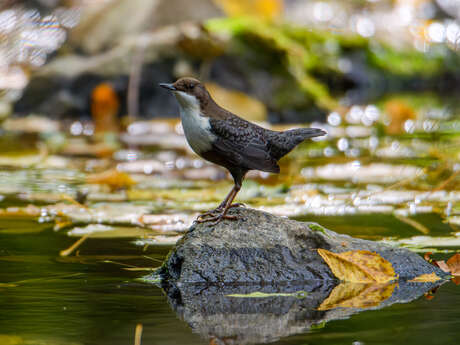 Les mystère de l’eau et du vivant de la vallée du Célé
Fête de l’eau - Célé’té !