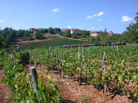 Dans les Vignes de Glanes