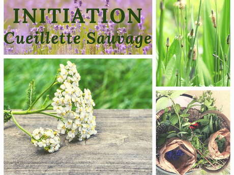 Initiation à la cueillette sauvage