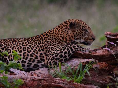 Kenya, terre de savane