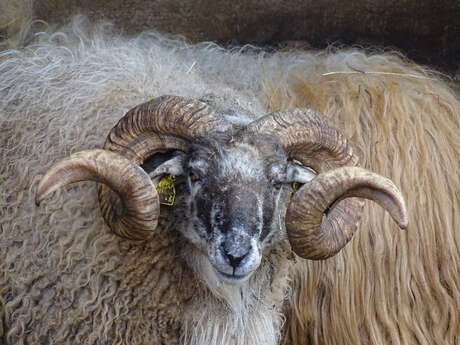 Tonte des moutons au Parc animalier : au fil de la laine