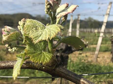 Domaine de Lavaur