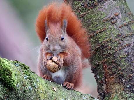 Les mercredis de l'été - Balade-découverte "La vie sauvage autour du Noyer"