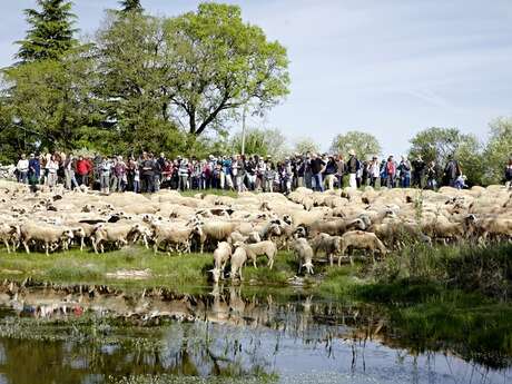 Transhumance de Rocamadour à Luzech