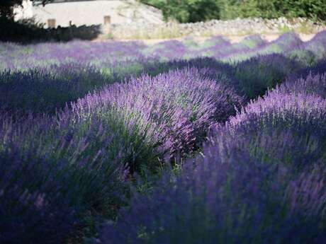 Ferme des Alix