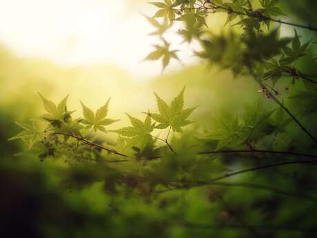 Stage "L'art de se libérer du stress" à Lavercantière