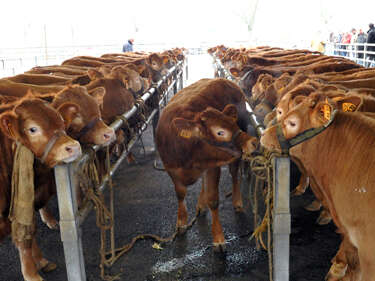 Foire primée veau de lait