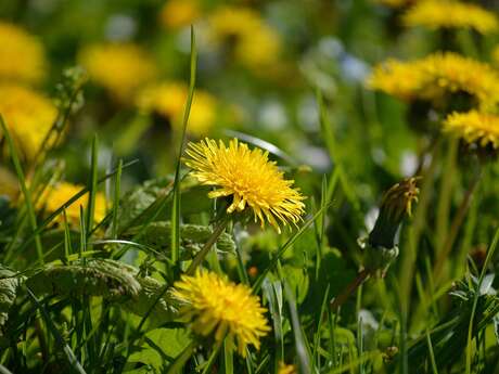 Sortie nature "Histoire et usages des plantes"