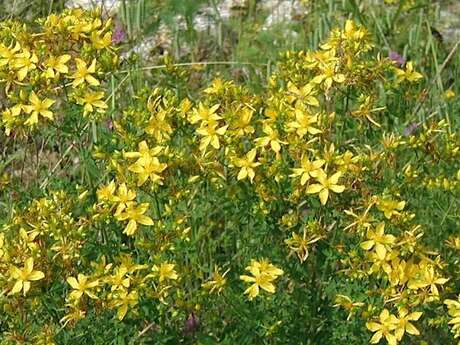 Sortie Nature "Histoire et usages des plantes"