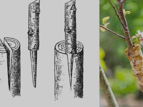 initiation au greffage d'arbres fruitiers