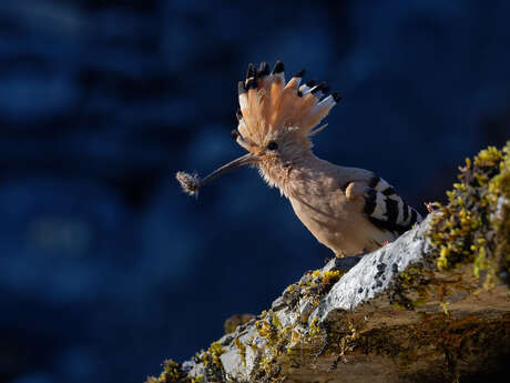 Animation de la LPO : Identification et comptage des oiseaux des jardins