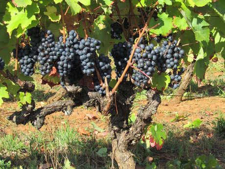 Vignoble les Claies de Maillol