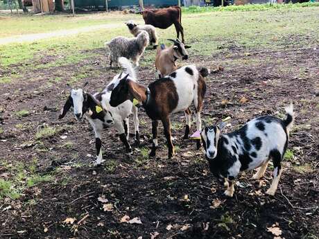 Ferme pédagogique Les Minis Pattes