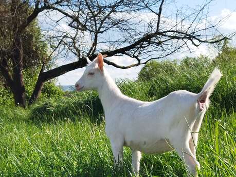 La ferme de Pampille et cabris
