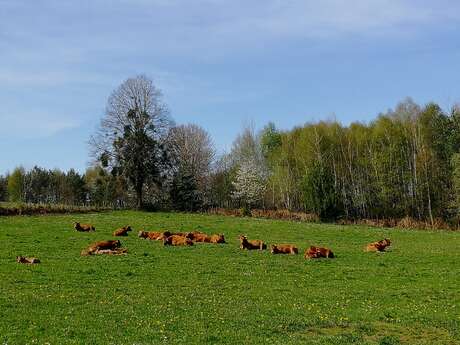 Entre Dordogne et Maronne