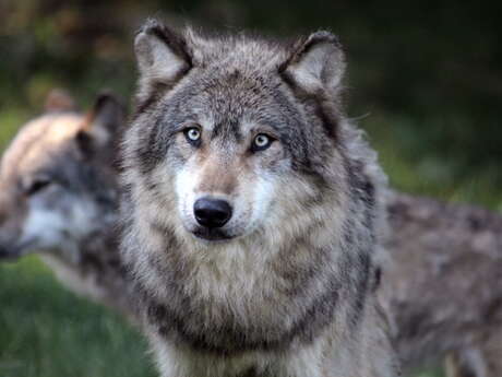 Parc Animalier de Gramat