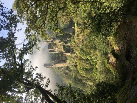 Balade-nature : Les arbres de notre jardin médiéval