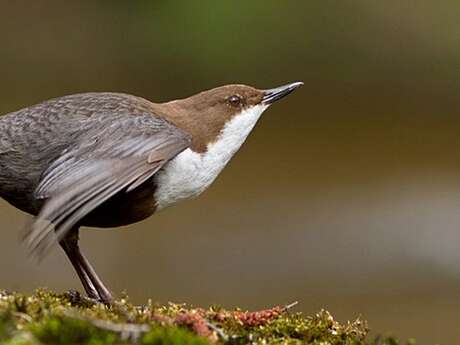 Les nouveaux locataires du château