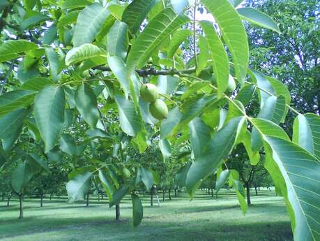 La Rose des Vents Ferme Goursat