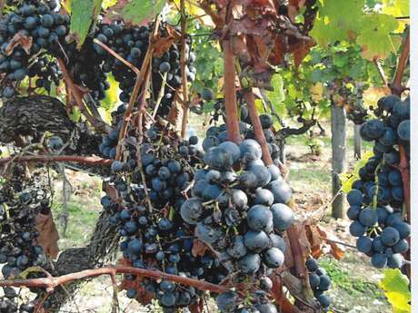 Domaine des Grézals