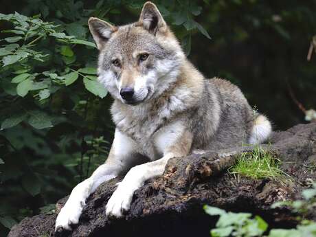 Conférence "Les loups de l'Igue du Gral, ancêtres des premiers chiens ?"