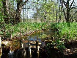 Le Marais de Bonnefont - VTT