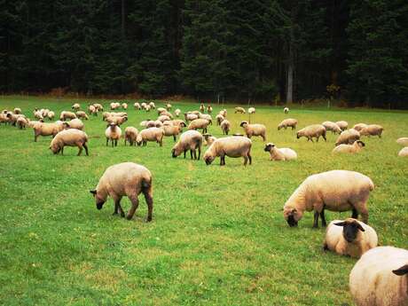 Sortie Nature "Quels points d'équilibre entre pastoralisme et biodiversité" dans la Vallée de la Masse