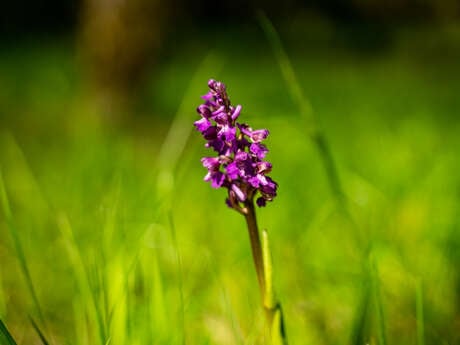 Entre Fontaines et orchidées