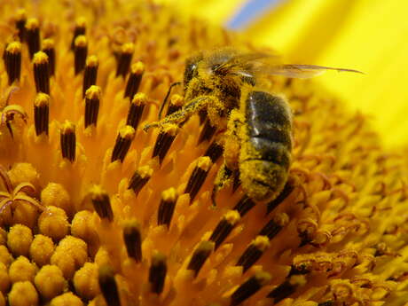 Fête de l'abeille