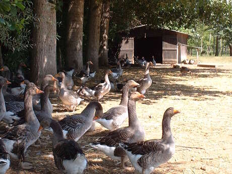 Visite de la ferme "La Campagnoise"