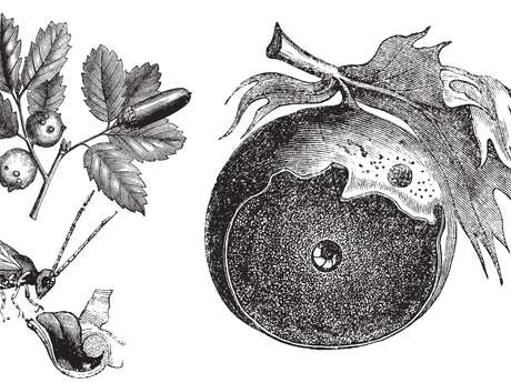 Sortie nature : Cécidologie, espèces cécidogènes et hôtes