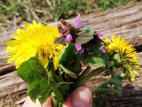 Journées Européennes du Patrimoine: visite/balade "plantes sauvages" à l'Abbaye d'Aubazine