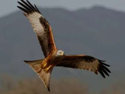 Les rapaces de Castelnau