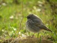 Sortie nature avec la L.P.O.