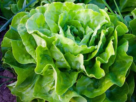 Rencontre culturelle d'arts plastiques : C'est pas (que) des salades par la Cie Les Philosophes barbares