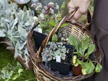 Vide-greniers et troc aux plantes à Latouille-Lentillac