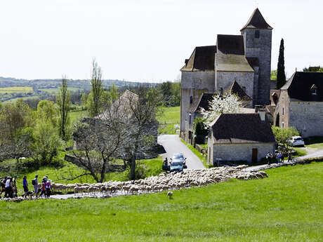 Transhumance Rocamadour - Luzech : étape Frayssinet le Gourdonnais - Gigouzac
