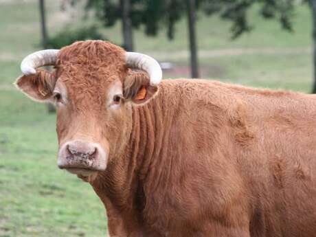 Comice agricole de Meyssac