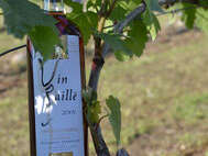 Eté à la Ferme: "Vignes et Vergers"