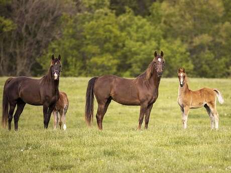 Fermes en fête à la ferme de Jamonne
